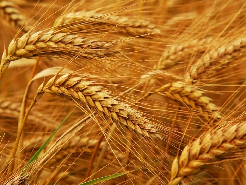 Wheat cultivation grew by 7 % during current Rabi season