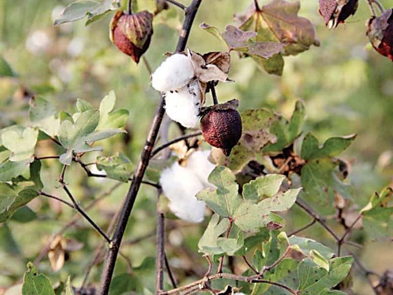 First plenary meeting for cotton crop to be held on February 14