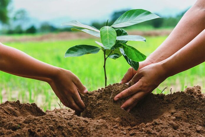 Islamabad to launch large-scale spring tree plantation drive 2025