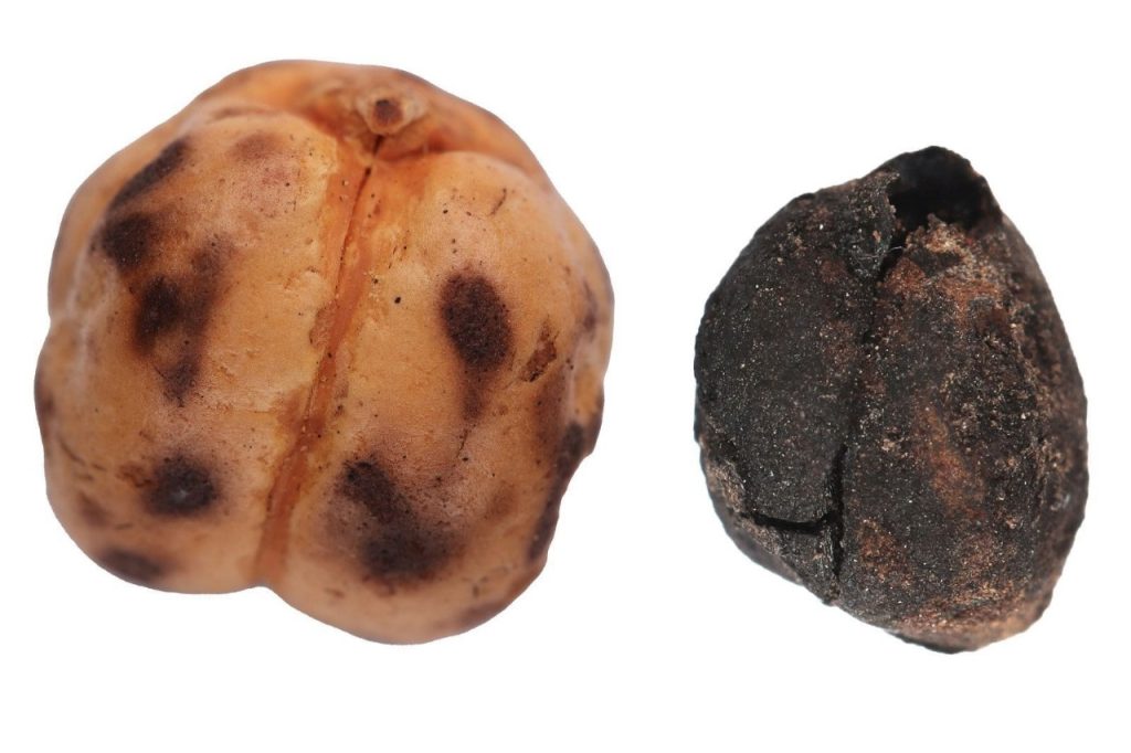 world’s oldest bread traditions to Anatolia