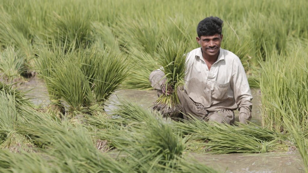 syngenta and kyoyu agri partner on innovative rice herbicides